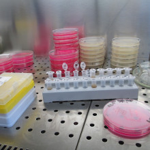 Equipment for a biology lab - test tubes and petri dishes.