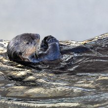 An otter floating on its back.