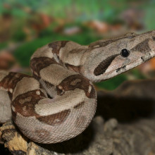 boa constrictor snake 