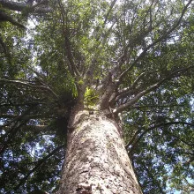 A kauri tree.