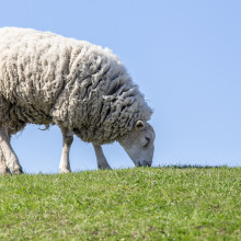 A grazing sheep.