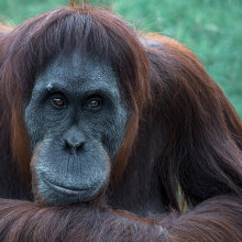 orangutan ape