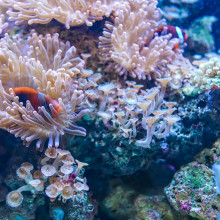 Coral reef & a fish