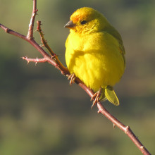 A yellow canary bird.