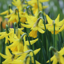 Image of daffodils wilting in a field