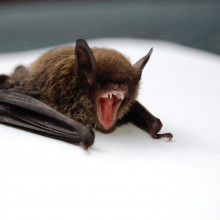Vampire bat