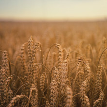 Grain growing in a field
