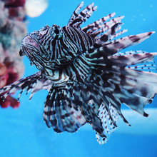 Lionfish in sea