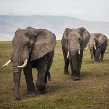 three elephants walking in a line