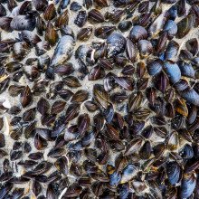 Mussels on the seashore