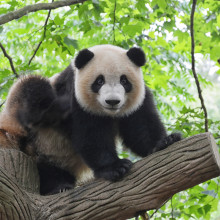 A giant panda