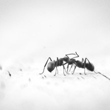 A single ant