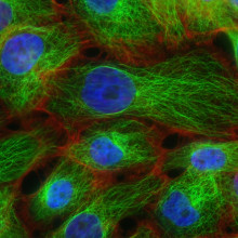 Mammalian cells tagged with green and blue dyes