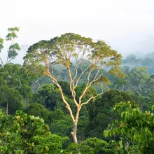 A canopy of trees in the jungle
