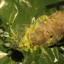 Galleria mellonella caterpillars can consume polythene and turn it into ethylene glycol.