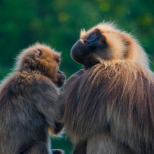 Primates grooming