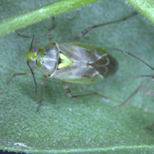 Western tarnished plant bug