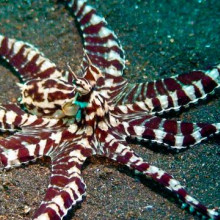 Mimic Octopus