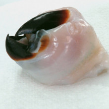 Beak of the Humboldt squid Dosidicus gigas.