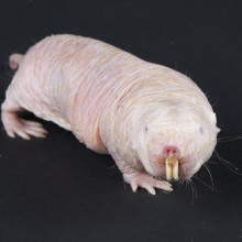 The naked mole-rats genes could inspire ways to delay the ageing process and treat strokes in humans.