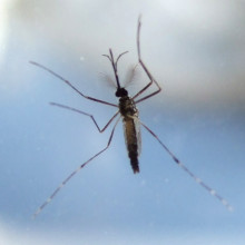 A mosquito