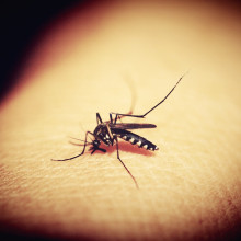 Mosquitoe