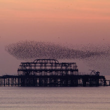 Starlings flocking as a murmuration in the sky