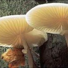 Mushrooms - a type of fungi