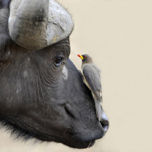 An oxpecker and buffalo have a mutualistic relationship.