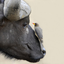 Mutualism An oxpecker and buffalo have a mutualistic relationship.