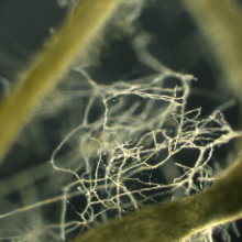 Close-up of arbuscular mycorrhizal fungi connecting roots of plant hosts. Plant and fungal partners form complex markets to trade nutrients.