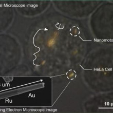  Optical microscope image of a HeLa cell containing several gold-ruthenium nanomotors. Arrows indicate the trajectories of the nanomotors, and the solid white line shows propulsion. Near the center of the image, a spindle of several nanomotors is...