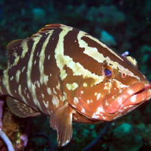 Nassau grouper