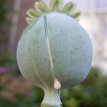 Opium poppy