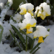 Snowy daffodils