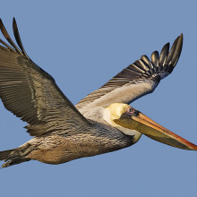 Brown Pelican