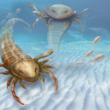 An artist's impression of the world's oldest sea scorpion, Pentecopterus decorahensis