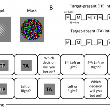 Human observers have optimal introspective access to perceptual processes even for visually masked stimuli