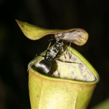 Pitcher plant and ant