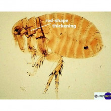 Plague infected rat flea by Michael Wunderli