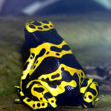 Yellow-banded Poison Dart frog Dendrobates leucomelas