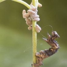  A caterpillar of the geometrid moth Thyrinteina leucocerae with pupae of the Braconid parasitoid wasp Glyptapanteles sp. Full-grown larvae of the parasitoid egress from the caterpillar and spin cocoons close by their host. The host remains alive,...