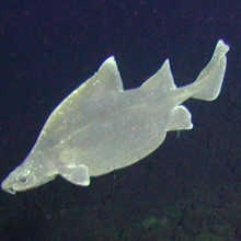 Prickly dogfish