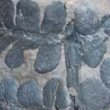 Pteridosperm Pteridosperm