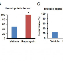 The drug rapamycin increases life expectancy in middle-aged mice