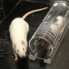 A rat will help another rat if it is familiar with that type of rat, even if it has not met the actual rat before.