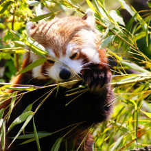 Red Panda Red Panda