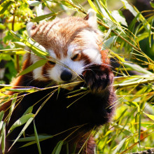 Red Panda