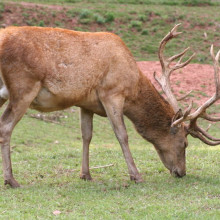 A male red deer
