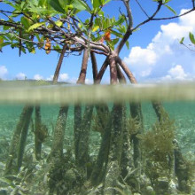 Red Mangrove